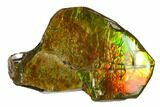 Iridescent Ammolite (Fossil Ammonite Shell) - Alberta, Canada #143548-1